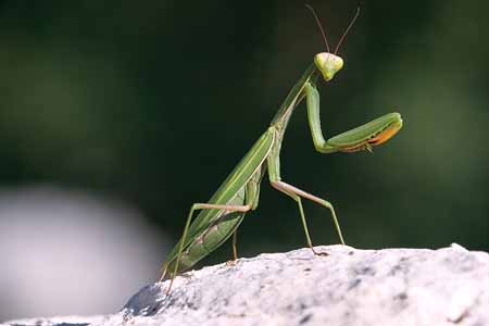 L0549_gottesanbeterin