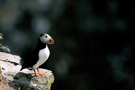 L0551_papageitaucher_stonehaven