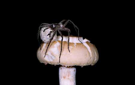 L0552_spinne_auf_pilz