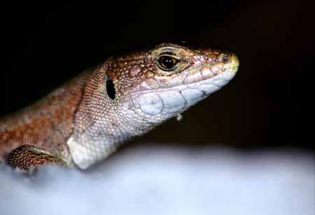 L0556_eidechse_portrait