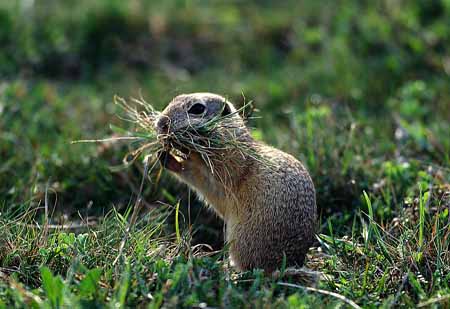 L0564_ziesel_sammelt_heu