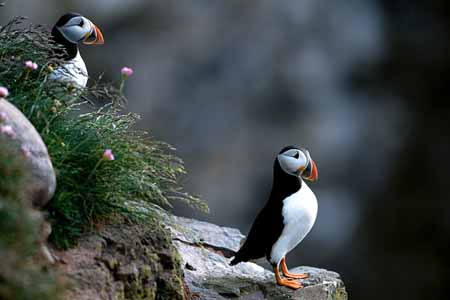 L0572_papageitaucher