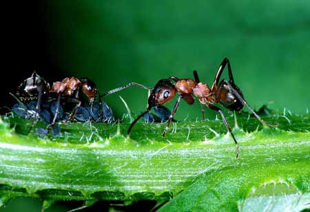 L0581_ameisen_und_blattlaeuse