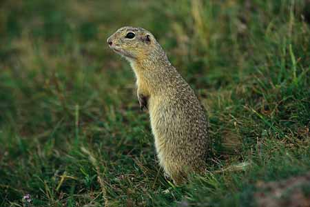 L0589_ziesel_im_stehen