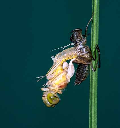 L0594_libelle_metamorphose_4