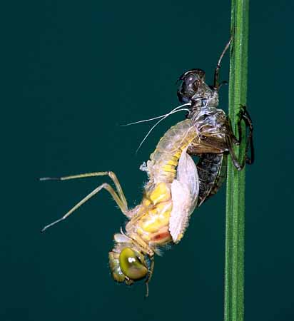 L0595_libelle_metamorphose_5