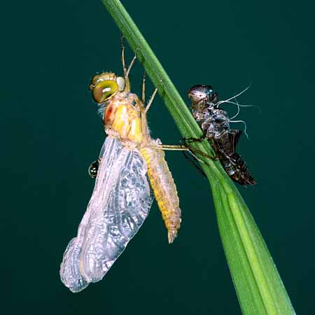 L0597_libelle_metamorphose_7