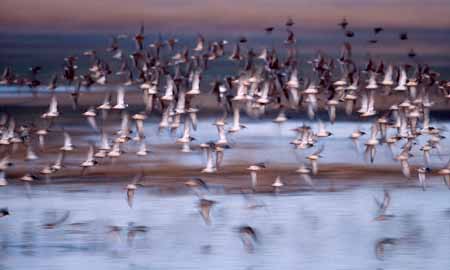 L0601_kampflaeufer_und_stare