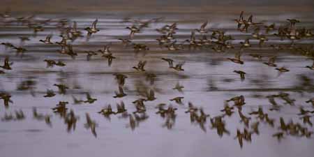 L0603_enten_im_flug