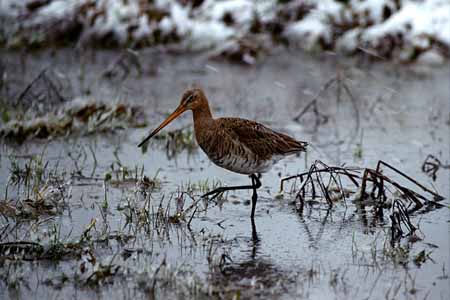 L0604_uferschnepfe_im_schnee