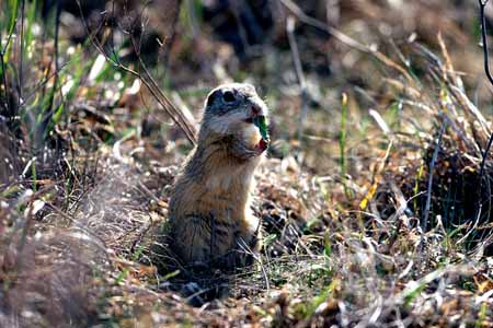 L0605_ziesel_beim_fruehstueck