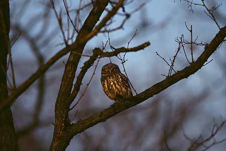 L0606_steinkauz_im_ersten_morgenlicht