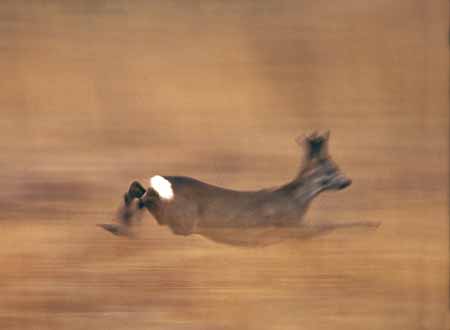 L0615_fluechtendes_reh