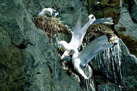 L0621_paarung_mit_hindernissen