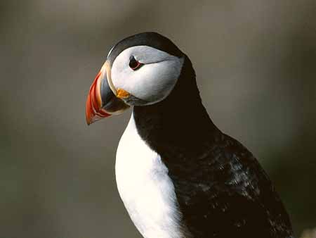 L0627_papageitaucher_stonehaven_portrait