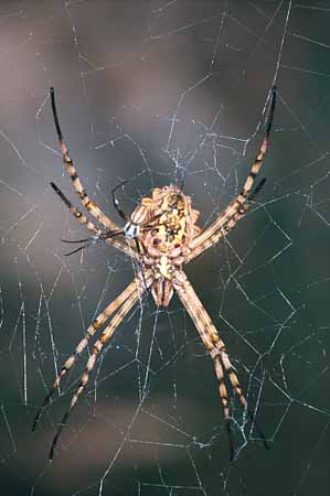 L0636_argiope_lobata