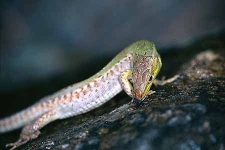 L0640_eidechse_schluerft_wasser