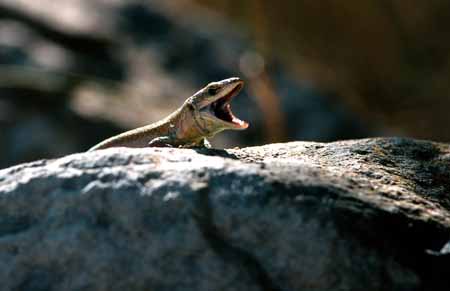 L0642_lachende_eidechse_nah