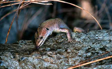 L0646_eidechse_trinkt_wasser