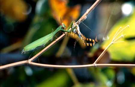 L0652_gottesanbeterin_packt_argiope
