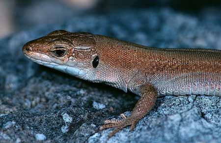 L0654_eidechsenportrait