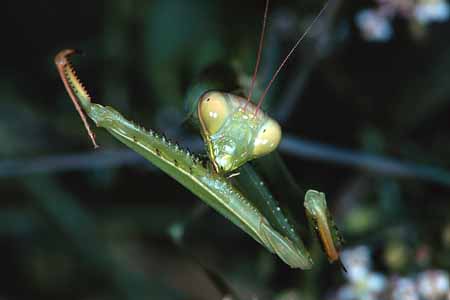 L0657_gottesanbeterin_reinigt_fangbeine