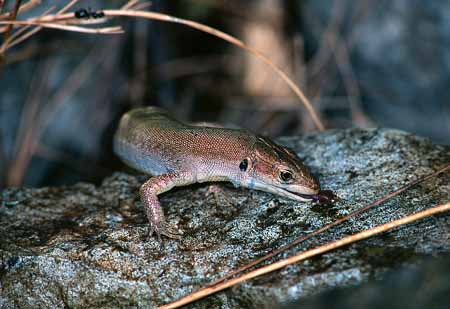 L0658_eidechse_trinkt_wasser