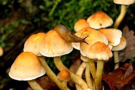 L0661_schnecke_auf_pilz