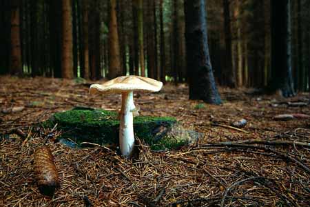 L0664_pilz_im_wald