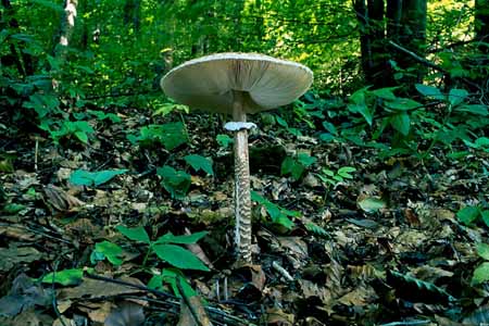L0667_riesenschirmpilz