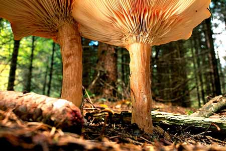 L0674_mausperspektive