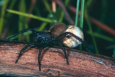 L0682_wolfsspinne_mit_kokon