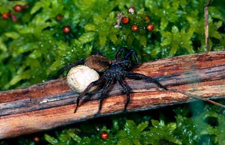 L0683_wolfsspinne_mit_kokon