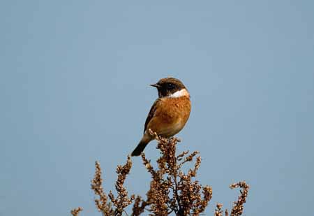 L0684_schwarzkehlchen