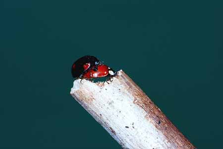 L0685_marienkaeferpaarung