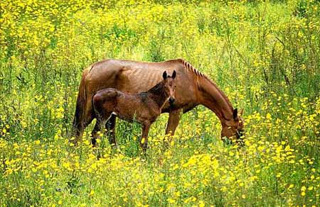 L0690_pferde_im_blumenfeld_ver