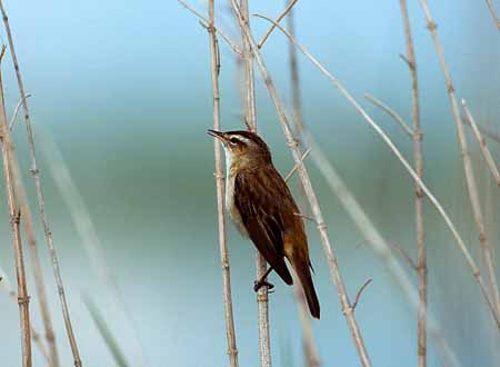 L0694_schilfrohrsaenger