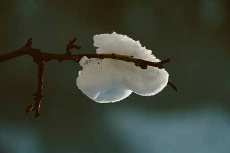 L0696_ein_rest_von_winter