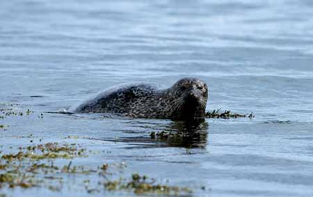L0724_neugieriger_seehund