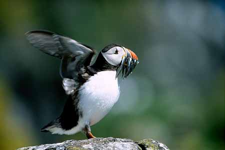 L0726_papageitaucher_mit_sandaalen