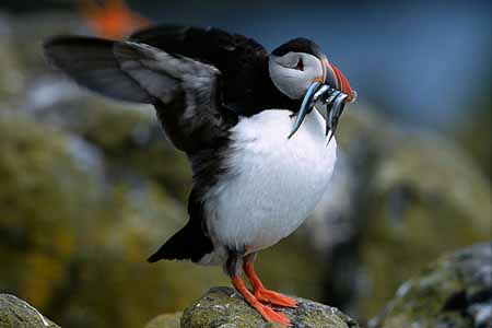 L0732_papageitaucher