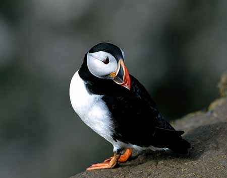 L0735_papageitaucher