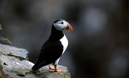 L0736_papageitaucher