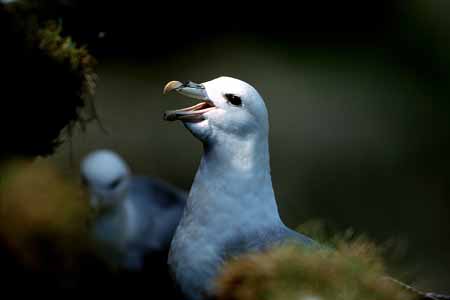 L0741_eissturmvogel_portrait