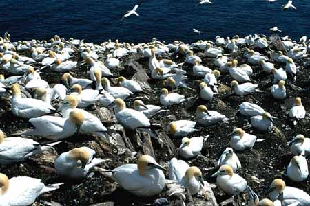 L0743_basstoelpel_gruppe