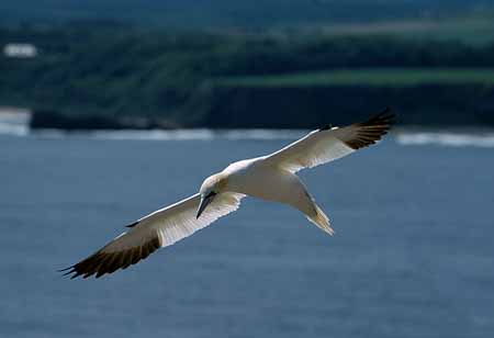 L0769_basstoelpel_im_flug