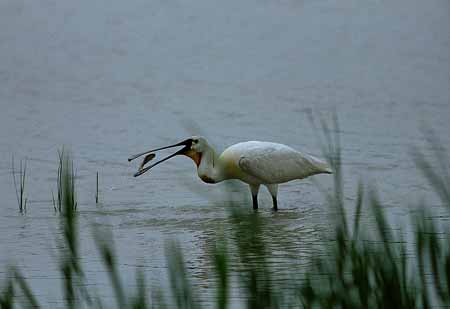 L0771_loeffler_mit_fisch_nah