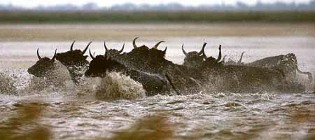 L0773_stiere_in_panik_2_3600_panorama