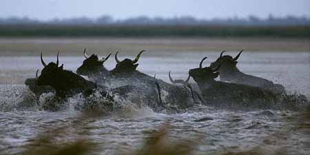 L0774_stiere_in_panik_1_3600_panorama