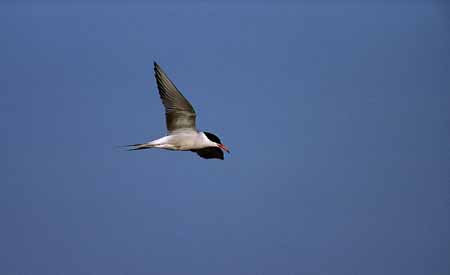 L0777_seeschwalbe_im_flug